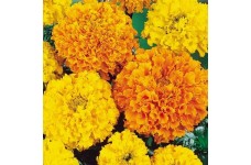 MARIGOLD AFRICAN HEIRLOOM CRACKERJACK SEEDS - YELLOW & ORANGE DOUBLE FLOWERS - 100 SEEDS