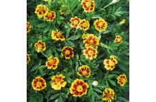 MARIGOLD TAGETES DWARF FRENCH LEGION D'ONORE SEEDS (LEGION OF HONOUR) - 100 SEEDS