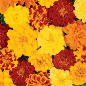 MARIGOLD TAGETES PATULA FRENCH DOUBLE BROCADE MIX SEEDS - 100 SEEDS