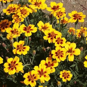 MARIGOLD TAGETES PATULA FRENCH DAINTY MARIETTA SEEDS - 100 SEEDS