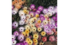 MESEMBRYANTHEMUM MAGIC CARPET MIX SEEDS - MIXED COLOURS - 500 SEEDS