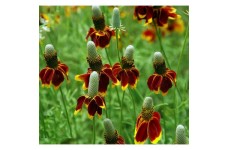 MEXICAN HAT RATIBIDA COLUMNIFERA SEEDS - 100 SEEDS