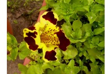 MIMULUS TIGRINUS - TIGER MONKEY - MONKEY FLOWER - 500 SEEDS