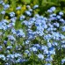 MYOSOTIS ALPESTRIS BLUE SEEDS - FIELD / WOOD FORGET ME NOT BLUE SEEDS - 350 SEEDS