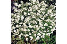 MYOSOTIS ALPESTRIS WHITE BREEZE SEEDS - WHITE FORGET ME NOT SEEDS - 350 SEEDS