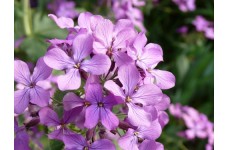 STOCK - NIGHT SCENTED STOCK SEEDS - MATTHIOLA BICORNIS - 350 SEEDS