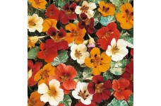 NASTURTIUM CLIMBING JEWEL OF AFRICA - TROPAEOLUM MAJUS - 40 SEEDS