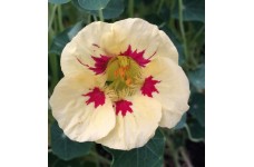NASTURTIUM TROPAEOLUM LADYBIRD SEEDS - CREAM WITH PURPLE SPOTS - 20 SEEDS