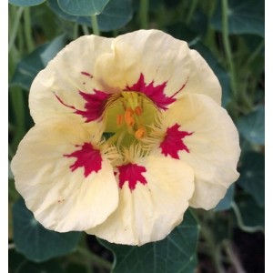 NASTURTIUM TROPAEOLUM LADYBIRD SEEDS - CREAM WITH PURPLE SPOTS - 20 SEEDS