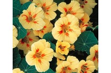 NASTURTIUM TROPAEOLUM MAJUS NANUM PEACH MELBA SEEDS - CREAMY YELLOW FLOWERS - 20 SEEDS