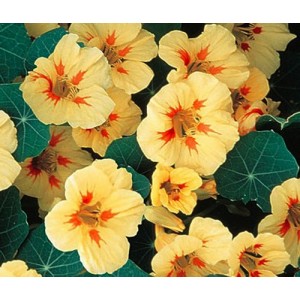 NASTURTIUM TROPAEOLUM MAJUS NANUM PEACH MELBA SEEDS - CREAMY YELLOW FLOWERS - 20 SEEDS NASTURTIUM TROPAEOLUM MAJUS NANUM PEACH MELBA SEEDS - CREAMY YELLOW FLOWERS - 20 SEEDS