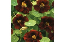 NASTURTIUM TROPAEOLUM BLACK VELVET SEEDS - RED BLACK FLOWERS - 20 SEEDS