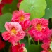 NASTURTIUM TROPAEOLUM NANUM JEWEL CHERRY ROSE SEEDS - ROSE COLOURED FLOWERS - 20 SEEDS