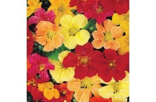 NASTURTIUM GLEAM HYBRIDS - TROPAEOLUM MAJUS - 50 SEEDS