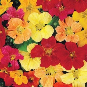 NASTURTIUM GLEAM HYBRIDS - TROPAEOLUM MAJUS - 50 SEEDS