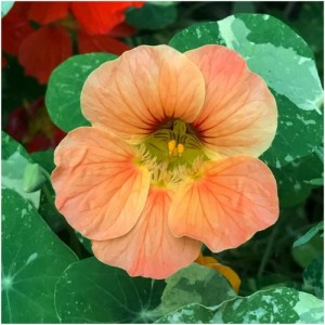 NASTURTIUM TROPAEOLUM MINUS SALMON BABY SEEDS - PINKY ORANGE FLOWERS - 20 SEEDS