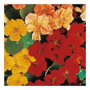 NASTURTIUM TROPAEOLUM MINUS WHIRLYBIRD MIX SEEDS - MIXED COLOUR FLOWERS - 40 SEEDS