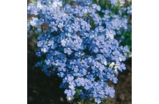 NEMESIA STRUMOSA BLUE GEM SEEDS - BLUE FLOWERS - 300 SEEDS