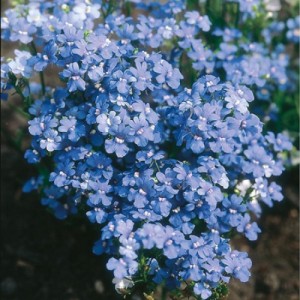 NEMESIA STRUMOSA BLUE GEM SEEDS - BLUE FLOWERS - 300 SEEDS