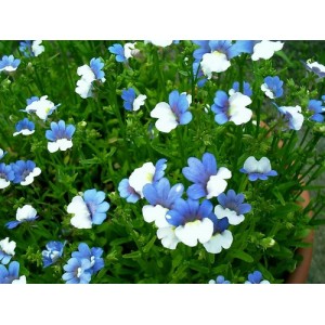 NEMESIA STRUMOSA SEEDS - TWO-TONE BLUE & WHITE FLOWERS - 150 SEEDS