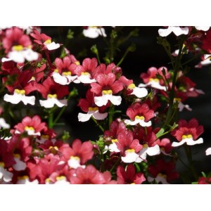 NEMESIA STRUMOSA SEEDS - TWO-TONE RED & WHITE FLOWERS - 150 SEEDS