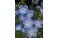 NEMOPHILA MENZIESII INSIGNIS SEEDS - BABY BLUE EYES - 250 SEEDS