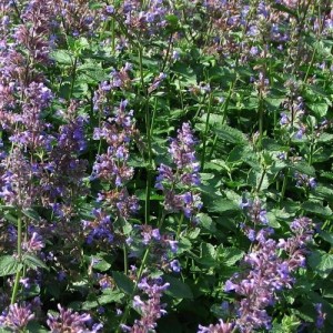 NEPETA MUSSINII FAASSENII SEEDS - CATMINT CATNIP - 100 SEEDS