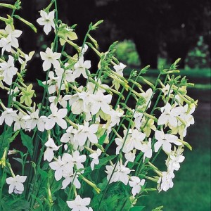 NICOTIANA ALATA AFFINIS ALBA WHITE SEEDS - 250 SEEDS