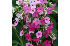 NICOTIANA ALATA SENSATION MIXED - 500 SEEDS