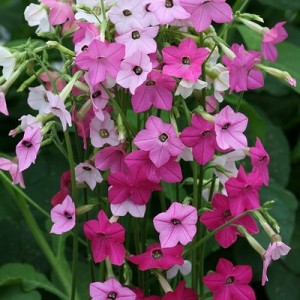 NICOTIANA ALATA SENSATION MIXED - 500 SEEDS