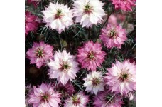 NIGELLA LOVE IN A MIST MULBERRY ROSE SEEDS - 100 SEEDS 