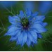 NIGELLA LOVE IN A MIST SEEDS - NIGELLA MISS JEKYLL - 150 SEEDS