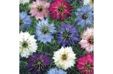 NIGELLA DAMASCENA PERSIAN JEWELS MIX SEEDS - 150 SEEDS