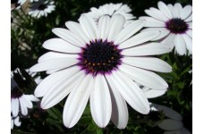 OSTEOSPERMUM ECKLONIS SKY AND ICE SEEDS - AFRICAN DAISY - WHITE FLOWERS - 25 SEEDS