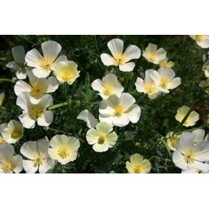 CALIFORNIA POPPY IVORY CASTLE SEEDS - ESCHSCHOLTZIA CALIFORNICA - 500 SEEDS