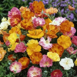 CALIFORNIA POPPY BALLERINA MIX COLOUR - ESCHSCHOLTZIA CALIFORNICA - 500 SEEDS