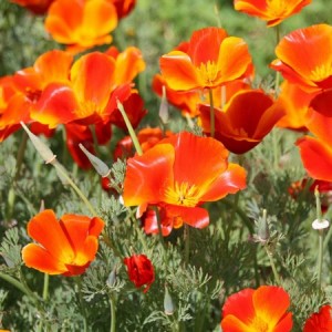 CALIFORNIA POPPY MIKADO SEEDS - ESCHSCHOLTZIA CALIFORNICA - 500 SEEDS