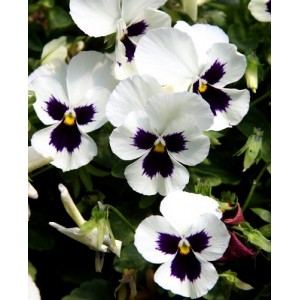 PANSY SWISS GIANT SILVERBRIDE SEEDS - WHITE BLOTCH SILVER BRIDE GIANTS - 100 SEEDS