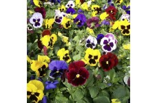 PANSY SWISS GIANT MIXED SEEDS - MIXED COLOUR - 100 SEEDS