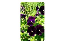 PANSY SWISS GIANT BERMA VELVET BLUE SEEDS - 100 SEEDS