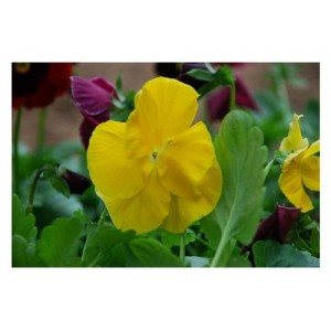 PANSY SWISS GIANT CORONATION GOLD YELLOW SEEDS - 100 SEEDS