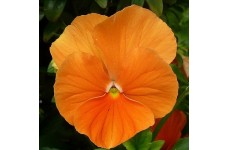 PANSY SWISS GIANT ORANGE SEEDS - ORANGE COLOUR FLOWERS - 100 SEEDS
