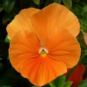 PANSY SWISS GIANT ORANGE SEEDS - ORANGE COLOUR FLOWERS - 100 SEEDS