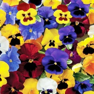 PANSY TEMPO MIX SEEDS - MIXED COLOUR PANSY FLOWERS - 100 SEEDS