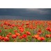 PAPAVER RHOEAS CORN POPPY FLANDERS SEEDS - RED FIELD POPPY - 500 SEEDS PAPAVER RHOEAS CORN POPPY FLANDERS SEEDS - RED FIELD POPPY - 500 SEEDS
