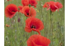 PAPAVER RHOEAS CORN POPPY FLANDERS SEEDS - RED FIELD POPPY - 500 SEEDS