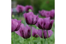 PAPAVER POPPY HUNGARIAN BLUE POPPY - 250 SEEDS