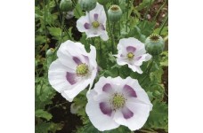 PAPAVER POPPY MAANZAAD BREAD POPPY - 250 SEEDS