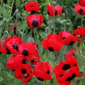PAPAVER COMMUTATUM LADYBIRD / LADY BIRD POPPY SEEDS - 500 SEEDS