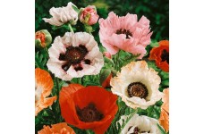 PAPAVER POPPY ORIENTAL HYBRID MIX SEEDS - MIXED COLOUR POPPIES - 250 SEEDS